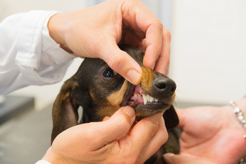 Veterinary Services in Huntsville, AL | Bentley Animal Hospital